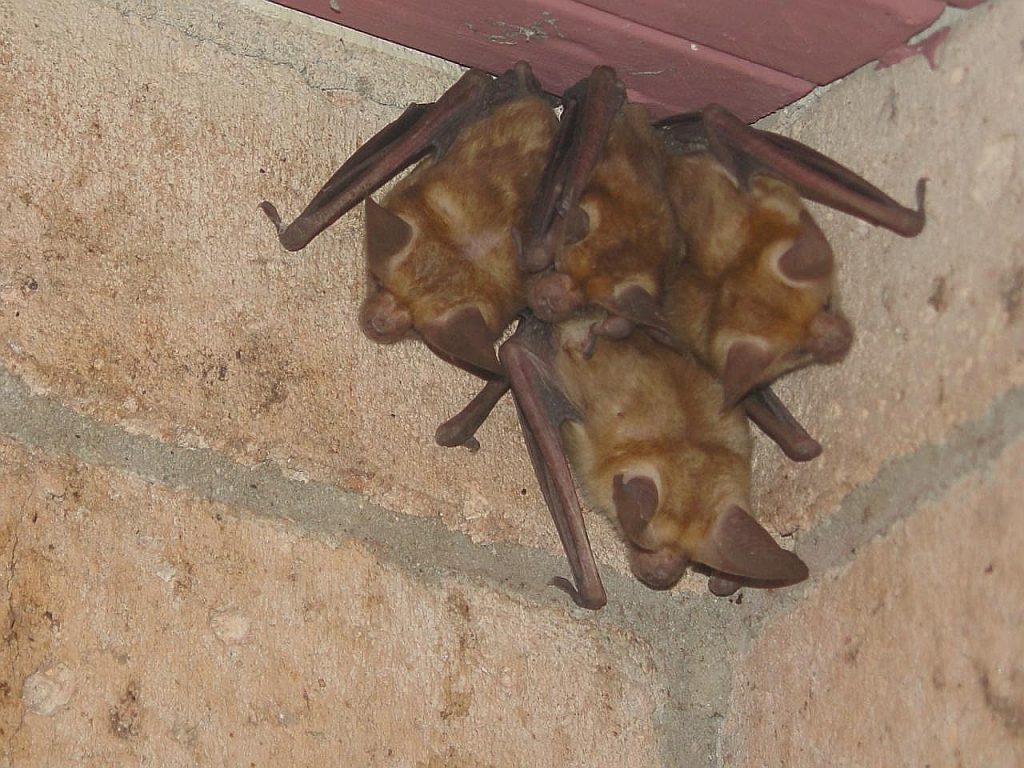 2018 Nuisance Bat Control Publication Roundup Triangle Wildlife